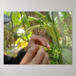 Poster Pollinisation des fleurs de vanille