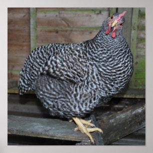 Poster Polly Plymouth Rock