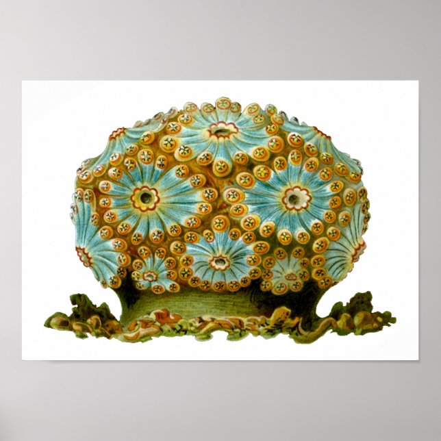 Poster Polycyclus cyaneus Ernst Haeckel Fine Art (Devant)