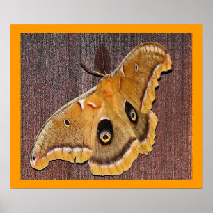 Poster Polyphemus Moth