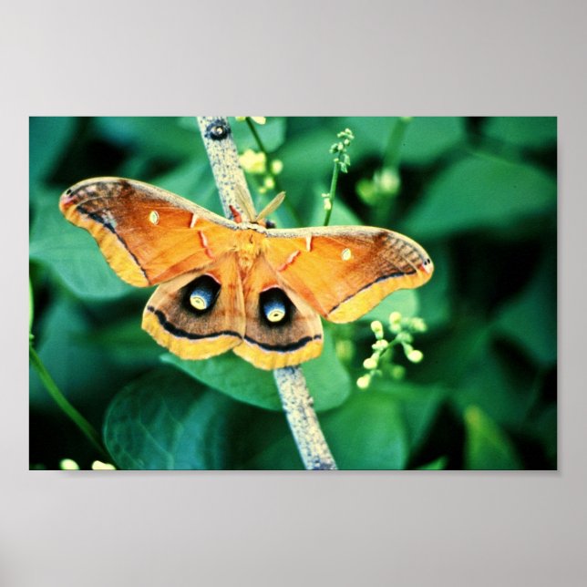 Poster Polyphemus Moth (Devant)