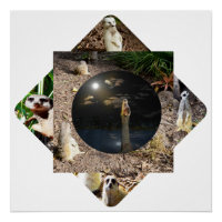 Polyscope de Meerkat,