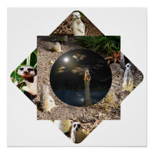 Poster Polyscope de Meerkat,