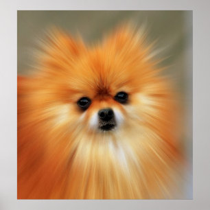 Poster Pomeranian