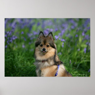 Poster Pomeranian dans l'herbe