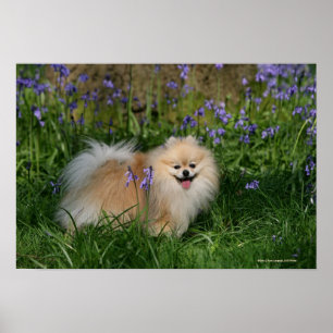 Poster Pomeranian se tenant regardant l'appareil-photo
