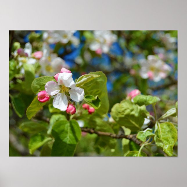 Poster Pomme (Devant)