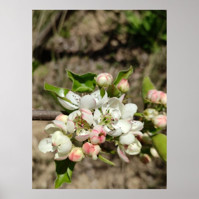 Poster Pomme bourre fleur (Devant)