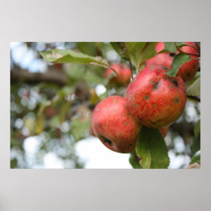 Poster Pomme de crabe dans l'arbre