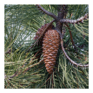Poster Pomme de pin sur le pin