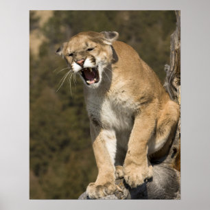 Poster Pomme ou lion de montagne, pomme concolor, Captif