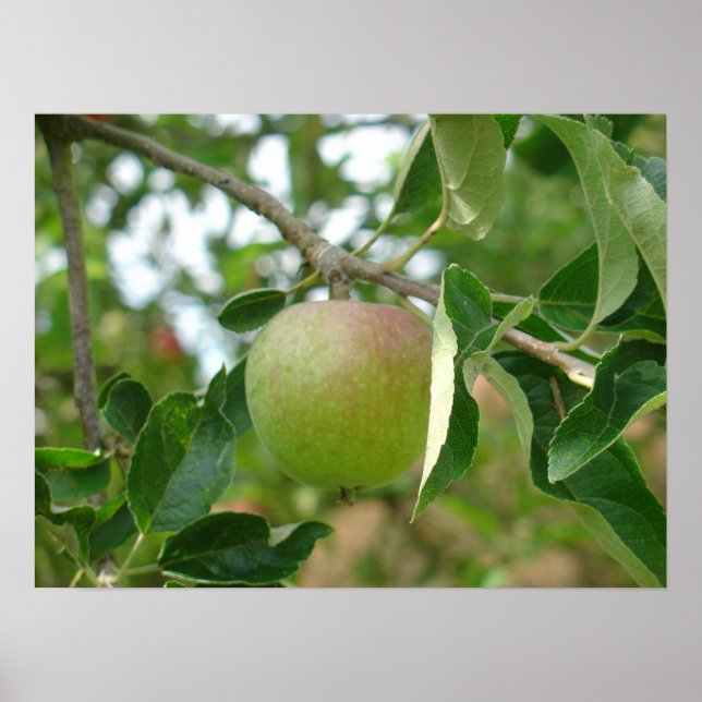 Poster Pomme verte (Devant)