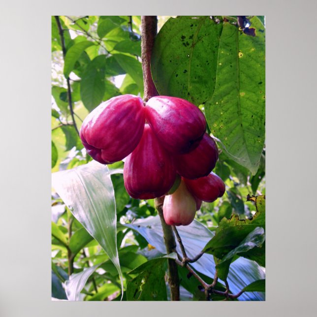 Poster Pommes de montagne (Devant)