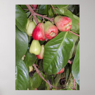 Poster Pommes de montagne II