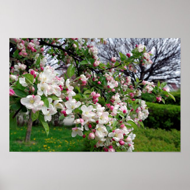 Poster Pommes fleurissent. (Devant)