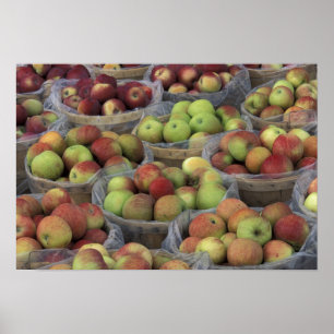Poster Pommes Macintosh d'État de New York dans des panie