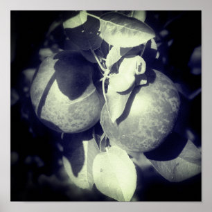 Poster Pommes McIntosh Sur Arbre En Noir Et Blanc