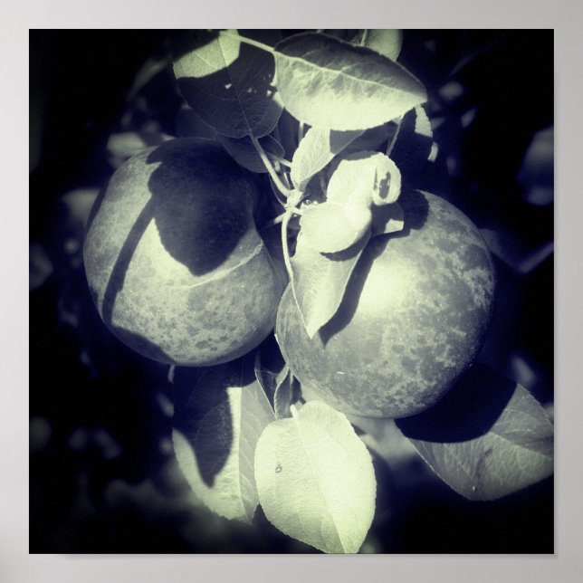 Poster Pommes McIntosh Sur Arbre En Noir Et Blanc (Devant)