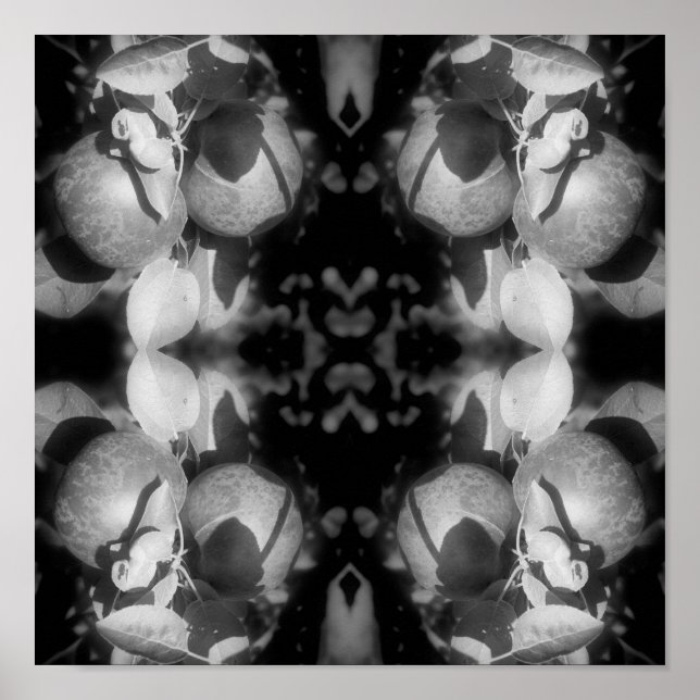 Poster Pommes McIntosh Sur Arbre Noir Et Blanc Abstrait (Devant)