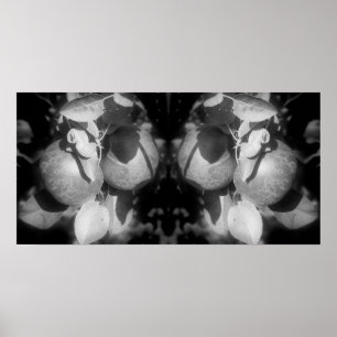 Poster Pommes Sur Arbre Noir Et Blanc Miroir Abstrait