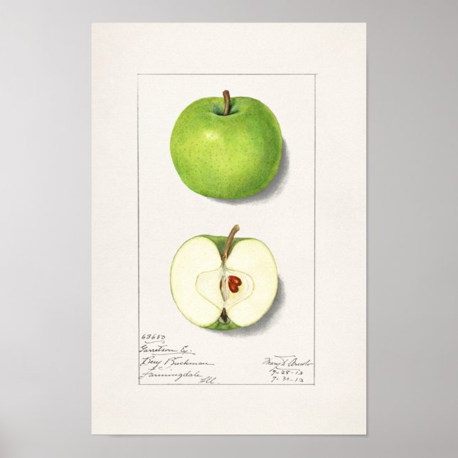Poster Pommes vertes (Malus Domestica) Peinture aux fruit (Devant)