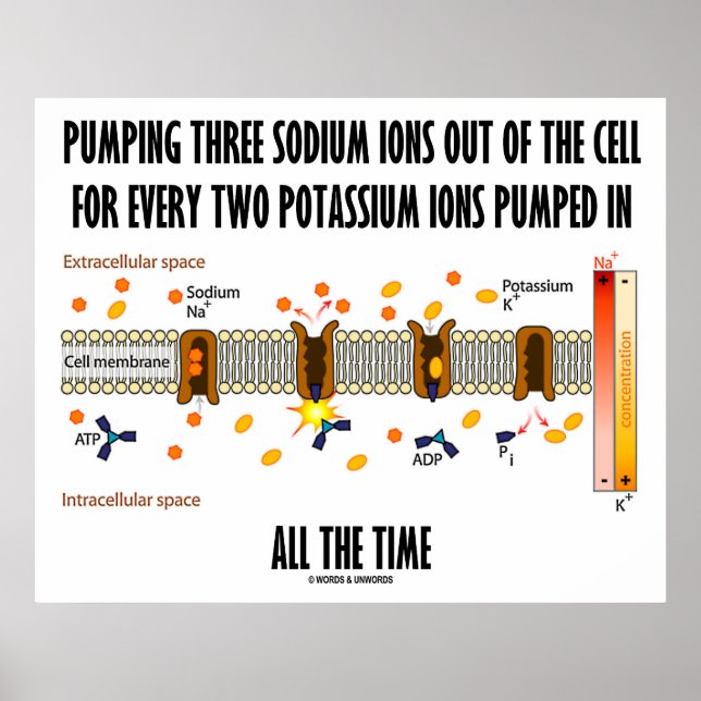 Poster Pompage De Trois Ions De Sodium De La Cellule (Pom (Devant)