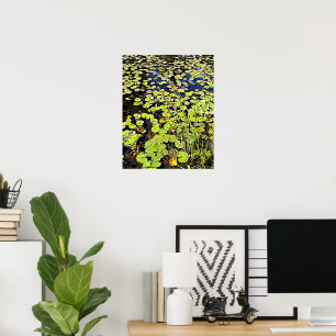 Poster Pond Lily Plaquettes et roseaux Photographie