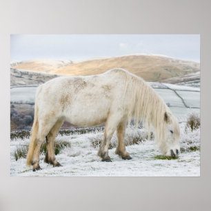 Poster Poney Fell blanc sur la lande en hiver