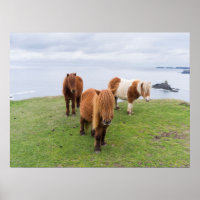 Poney Shetland dans un pâturage près de hautes fal