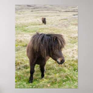 Poster Poney Shetland, îles Shetland, Écosse 3