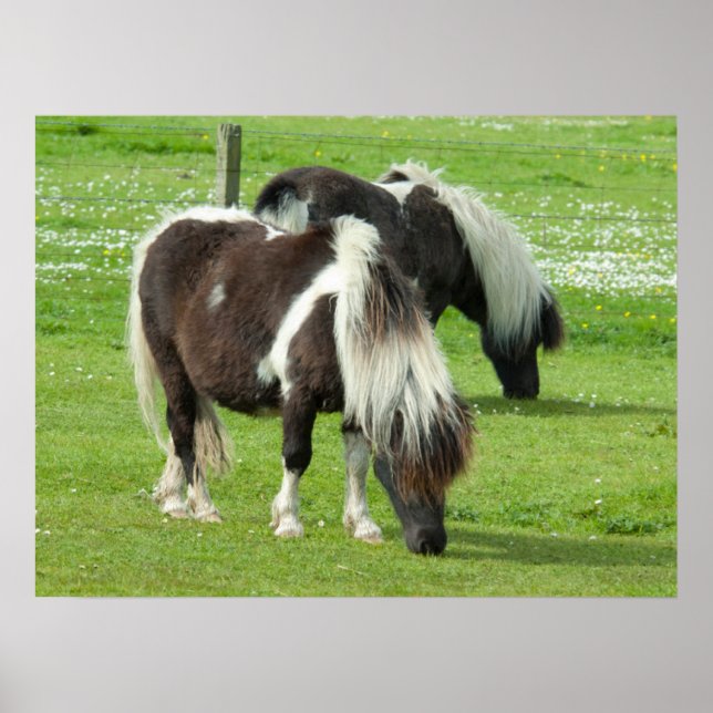 Poster Poneys de peinture Shetland pur-sang (Devant)