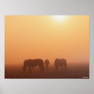 Poster Ponies Caspiennes Pâtées Dans Le Levant De Soleil 