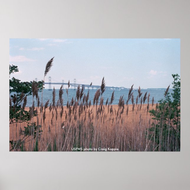 Poster / Pont de la baie Chesapeak (Devant)