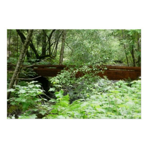 Poster Pont de Muir Woods I