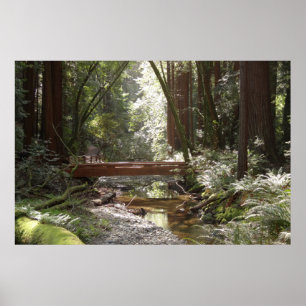 Poster Pont de Muir Woods II