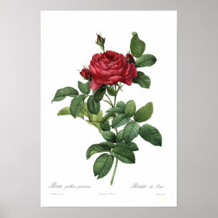 Poster Pontiana de gallica de Rosa