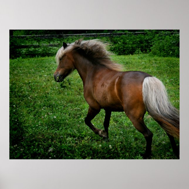 Poster Pony 2 de Shetland (Devant)