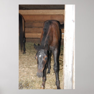 Poster Pony/Cheval