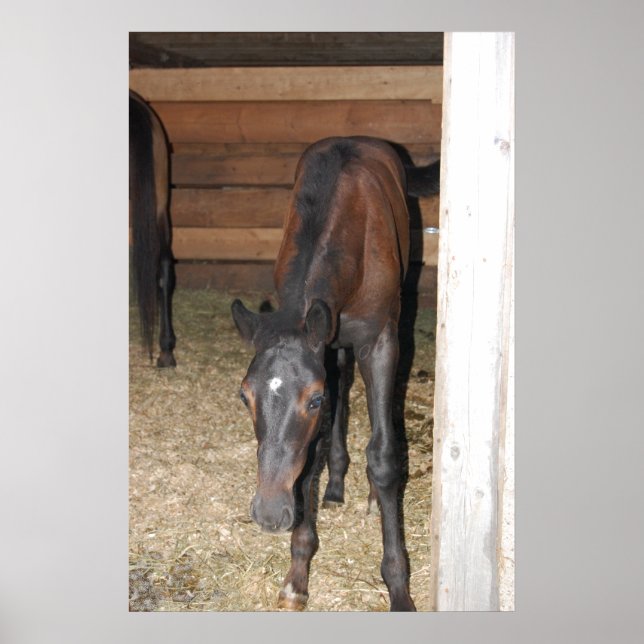 Poster Pony/Cheval (Devant)