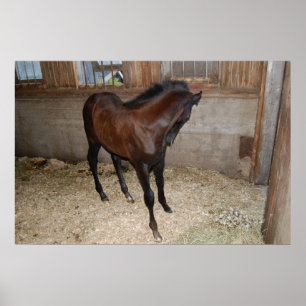 Poster Pony/Cheval