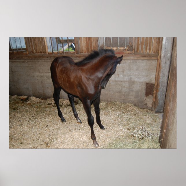 Poster Pony/Cheval (Devant)