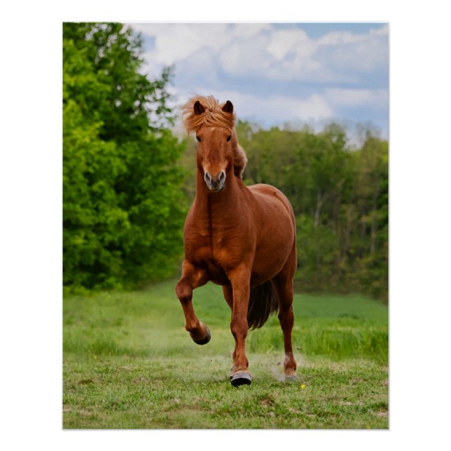 Poster Pony islandais à Tölt Funny Photo Les amateurs de  (Devant)