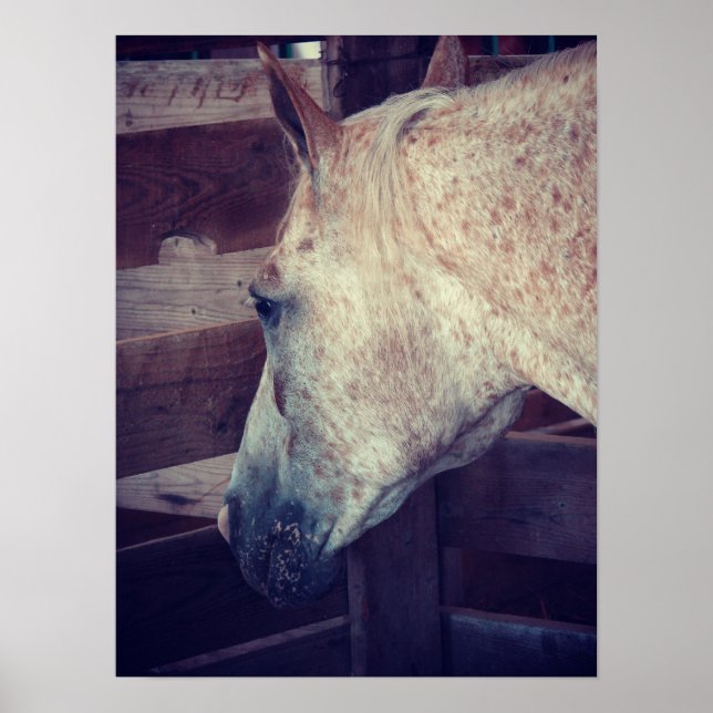 Poster Pony of Americas en décrochage (Devant)