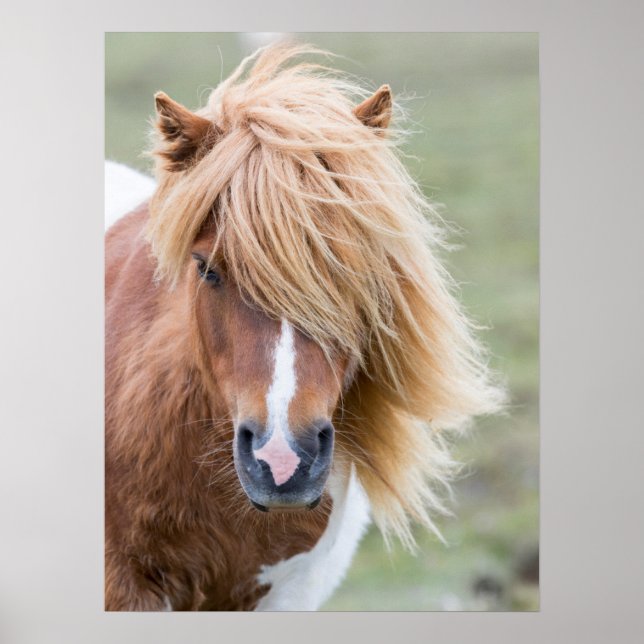 Poster Pony Shetland sur l'île d'Unst (Devant)
