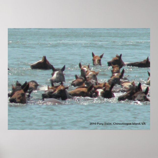 Poster Pony Swim 2010, Chincoteague Island, VA (Devant)