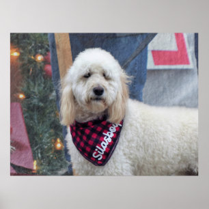 Poster Poodle