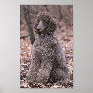 Poster Poodle (Chocolat)