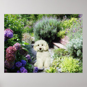Poster Poodle Garden Imprimer
