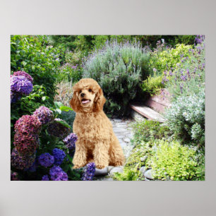 Poster Poodle Garden Imprimer
