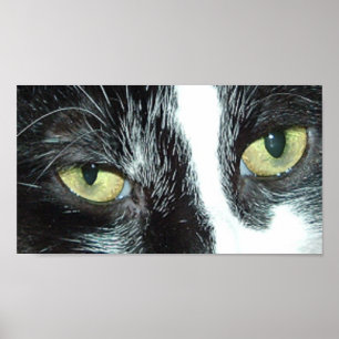 Poster Pop Art Cat